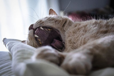 Close-up of cute cat yawning in bed