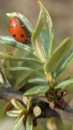 Close-up of ladybug on plant