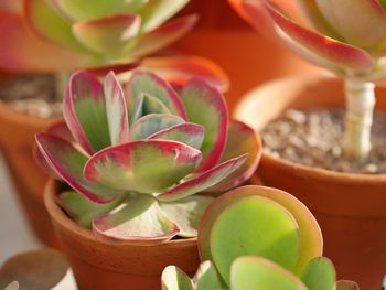 Close-up of succulent plant