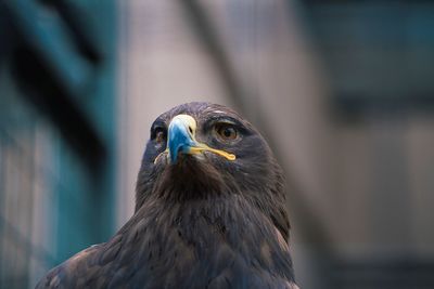 Close-up of bird in cage