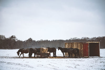 Horses on snow covered field against sky