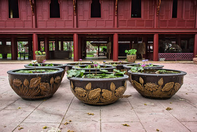 Potted plants on street against building