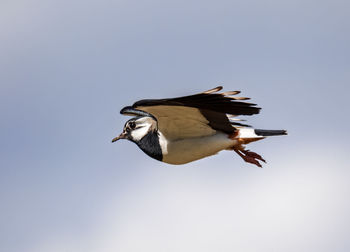 Low angle view of bird flying in sky