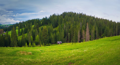 Wooden cottage in the mountains, sunny spring day with green grass and flowering meadow.