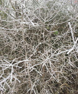 Full frame shot of tree branches