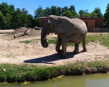 View of elephant in zoo