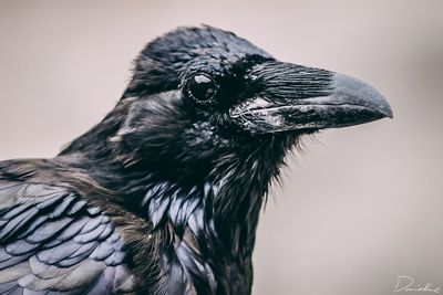 Close-up portrait of a bird