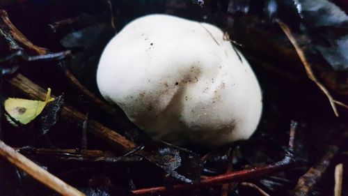 Close-up of mushrooms growing on tree