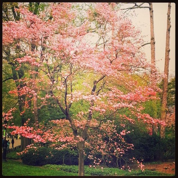 tree, transfer print, growth, auto post production filter, branch, beauty in nature, flower, autumn, nature, park - man made space, pink color, change, tranquility, season, blossom, day, freshness, outdoors, tranquil scene, scenics