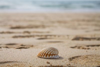 Shells on sandy beach