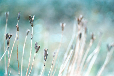 Close-up of plants