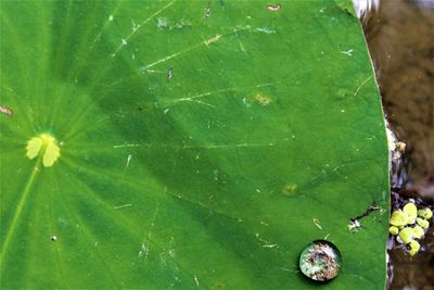 High angle view of leaves floating on lake