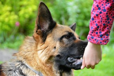 Close-up of a dog