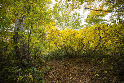 Trees in forest during autumn