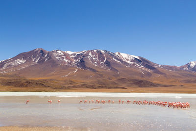 Scenic view of snowcapped mountains against clear blue sky