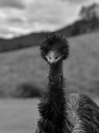 Close-up of a bird against blurred background