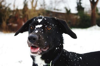 Close-up of snow on black dog at field