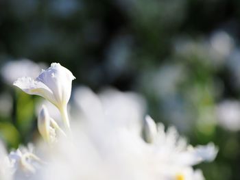 Close-up of white flower blooming outdoors