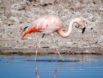 Close-up of flamingo in water