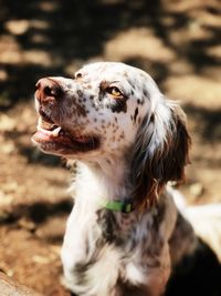 Close-up of a dog looking away