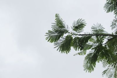 Low angle view of pine tree against sky