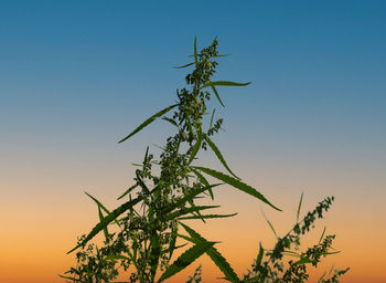 Low angle view of plant against clear sky