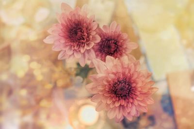 Close-up of pink dahlia flower