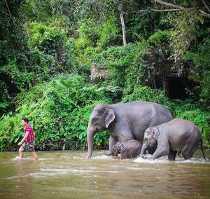 View of elephant in the forest