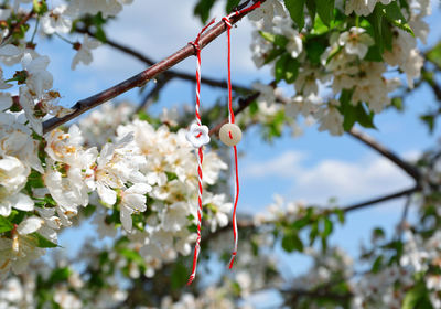 March bracelets,made with red and white threads , hanging from the branch of a cherry blossom tree