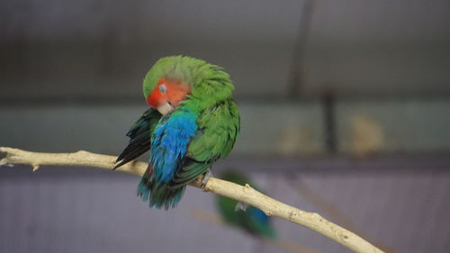 Close-up of parrot perching on branch