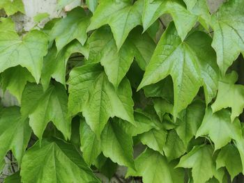 Full frame shot of green leaves