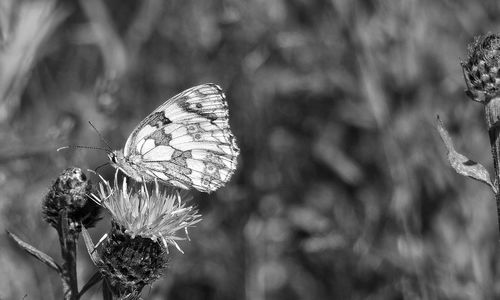 Close-up of butterfly perching on flower