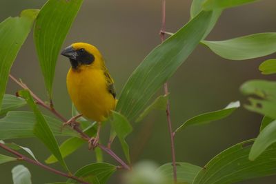 Bird perching on a plant