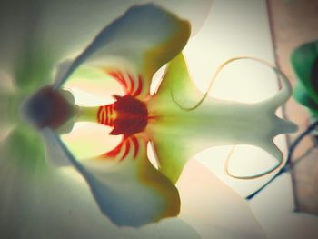 Close-up of flower