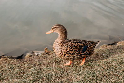 View of a bird on lakeshore