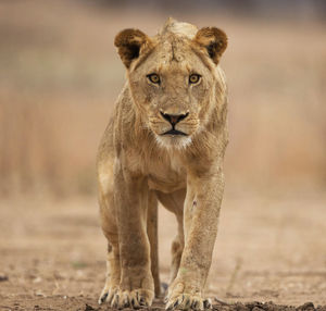 Portrait of a cat on land