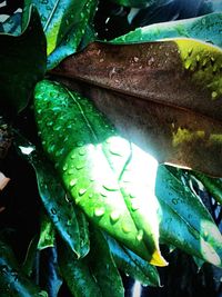 Close-up of dry leaves on tree