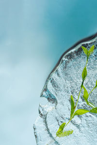 Background, herbal cryotherapy from medicinal herbs frozen in transparent ice