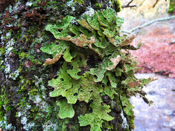 Close-up of moss growing on tree trunk