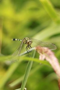 Close-up of insect on plant