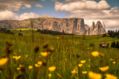Scenic view of grassy field against cloudy sky