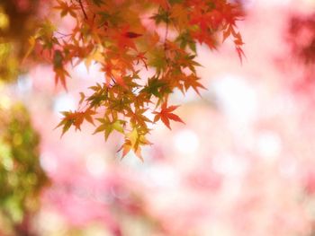 Close-up of maple leaves against blurred background