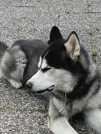 High angle view of dog sleeping