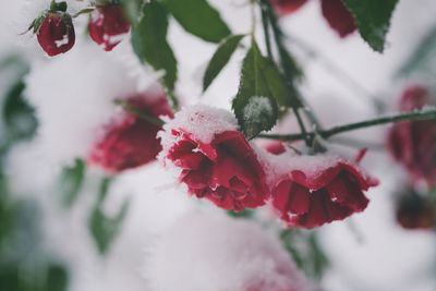 Close-up of frozen red berries