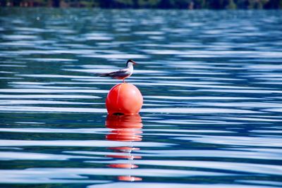 Close-up of bird perching on lake