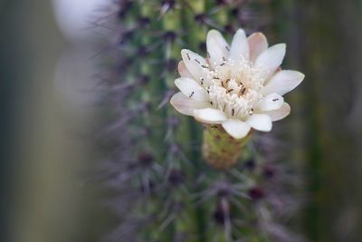 Close-up of white flowering plant