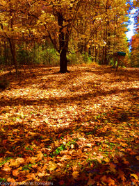 Autumn trees in park