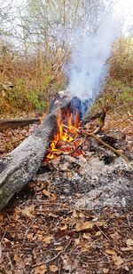 View of bonfire on field in forest