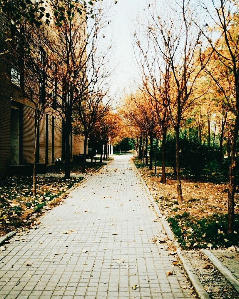 tree, direction, plant, the way forward, footpath, autumn, diminishing perspective, nature, park, no people, day, architecture, street, change, outdoors, park - man made space, vanishing point, growth, sunlight, city, treelined, paving stone