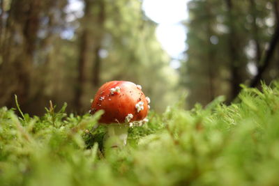 Close-up of fly agaric mushroom on field